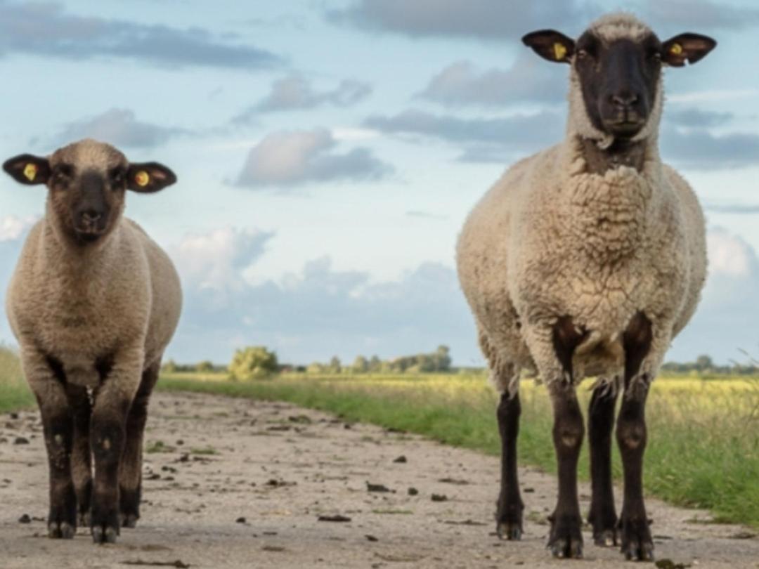 Am Alten Deich Sande Buitenkant foto
